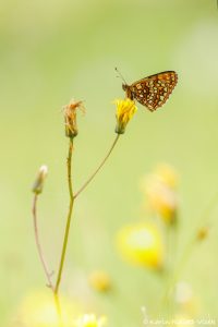 Melitaea diamina / Baldrian-Scheckenfalter/ False heath fritillary