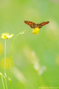 Melitaea diamina / Baldrian-Scheckenfalter/ False heath fritillary