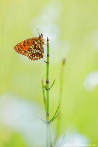 Melitaea diamina / Baldrian-Scheckenfalter/ False heath fritillary