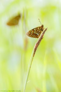 Melitaea diamina / Baldrian-Scheckenfalter/ False heath fritillary