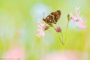 Melitaea diamina / Baldrian-Scheckenfalter/ False heath fritillary