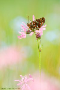 Melitaea diamina / Baldrian-Scheckenfalter/ False heath fritillary