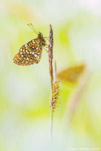 Melitaea diamina / Baldrian-Scheckenfalter/ False heath fritillary