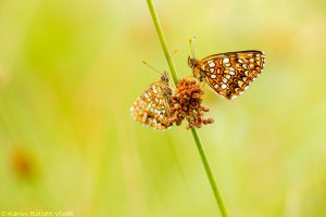 Melitaea diamina / Baldrian-Scheckenfalter/ False heath fritillary