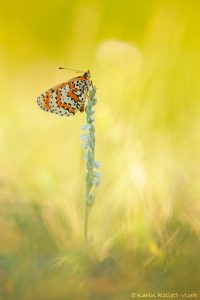 Melitaea didyma / Roter Scheckenfalter / Spotted fritillary