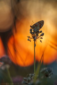 Melitaea didyma / Roter Scheckenfalter / Spotted fritillary