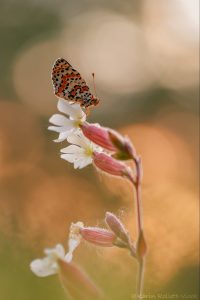 Melitaea didyma / Roter Scheckenfalter / Spotted fritillary