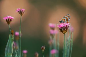 Melitaea didyma / Roter Scheckenfalter / Spotted fritillary