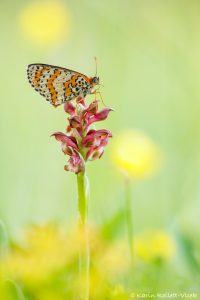 Melitaea didyma / Roter Scheckenfalter / Spotted fritillary