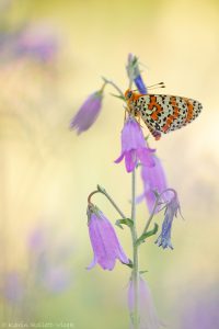 Melitaea didyma / Roter Scheckenfalter / Spotted fritillary