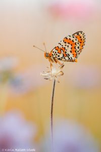 Melitaea didyma / Roter Scheckenfalter / Spotted fritillary