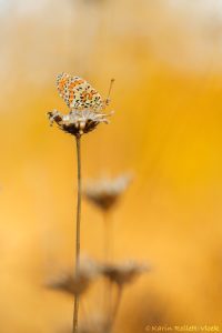 Melitaea didyma / Roter Scheckenfalter / Spotted fritillary