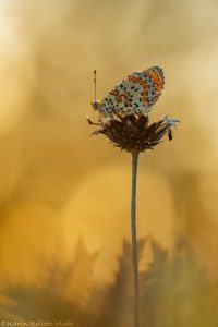 Melitaea didyma / Roter Scheckenfalter / Spotted fritillary