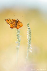 Melitaea didyma / Roter Scheckenfalter / Spotted fritillary