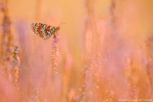 Melitaea didyma / Roter Scheckenfalter / Spotted fritillary