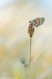 Melitaea didyma / Roter Scheckenfalter / Spotted fritillary