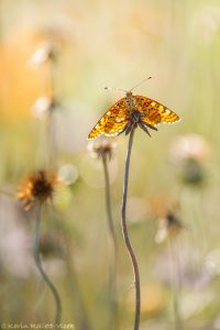 Melitaea didyma / Roter Scheckenfalter / Spotted fritillary