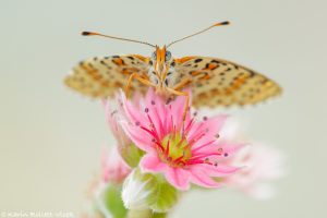 Melitaea didyma / Roter Scheckenfalter / Spotted fritillary