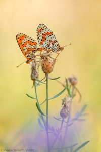 Melitaea didyma / Roter Scheckenfalter / Spotted fritillary