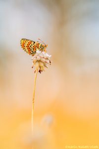 Melitaea didyma / Roter Scheckenfalter / Spotted fritillary