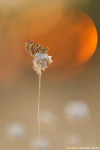 Melitaea didyma / Roter Scheckenfalter / Spotted fritillary