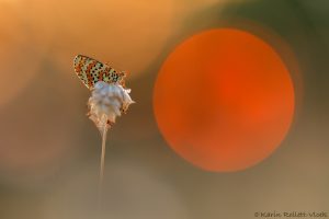 Melitaea didyma / Roter Scheckenfalter / Spotted fritillary