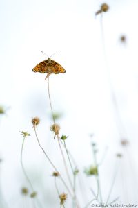 Melitaea didyma / Roter Scheckenfalter / Spotted fritillary