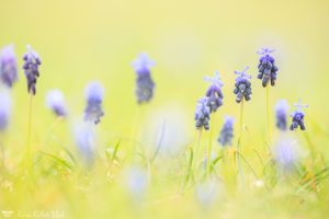 Muscari neglectum / Weinbergs-Traubenhyazinthe