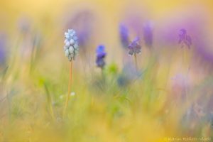 Muscari neglectum / Weinbergs-Traubenhyazinthe