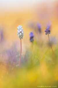 Muscari neglectum / Weinbergs-Traubenhyazinthe