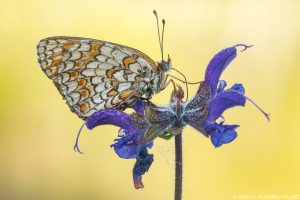 Melitaea phoebe / Flockenblumen-Scheckenfalter / Knapweed fritillary