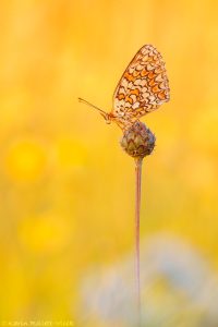 Melitaea phoebe / Flockenblumen-Scheckenfalter / Knapweed fritillary