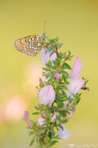 Melitaea phoebe / Flockenblumen-Scheckenfalter / Knapweed fritillary