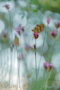 Melitaea phoebe / Flockenblumen-Scheckenfalter / Knapweed fritillary