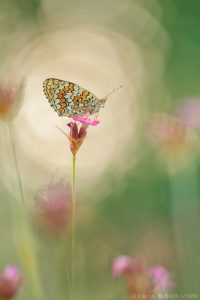 Melitaea phoebe / Flockenblumen-Scheckenfalter / Knapweed fritillary