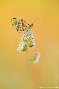 Melitaea phoebe / Flockenblumen-Scheckenfalter / Knapweed fritillary