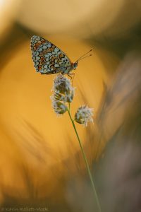 Melitaea phoebe / Flockenblumen-Scheckenfalter / Knapweed fritillary