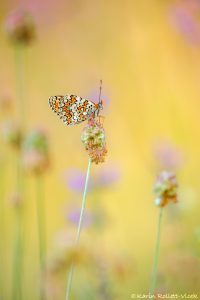 Melitaea phoebe / Flockenblumen-Scheckenfalter / Knapweed fritillary