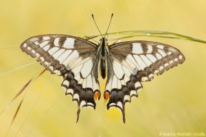 Papilio machaon / Schwalbenschwanz / Old world swallowtail