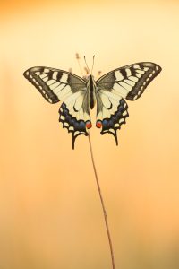 Schwalbenschwanz / Papilio machaon