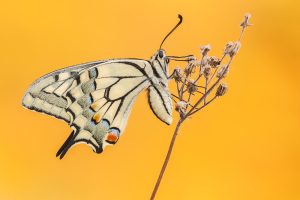 Schwalbenschwanz / Papilio machaon