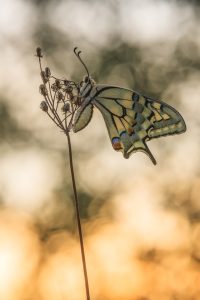 Schwalbenschwanz / Papilio machaon