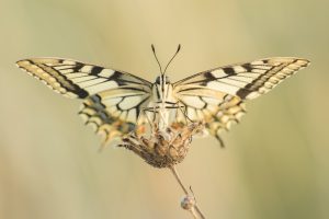 Schwalbenschwanz/ Papilio machaon/ Old World swallowtail