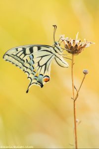 Schwalbenschwanz/ Papilio machaon/ Old World swallowtail