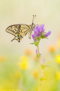 Papilio machaon / Schwalbenschwanz / Old world swallowtail