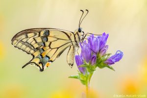 Papilio machaon / Schwalbenschwanz / Old world swallowtail