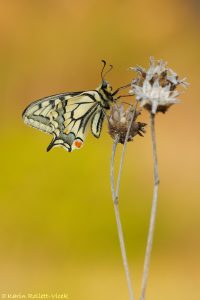 Papilio machaon / Schwalbenschwanz / Old world swallowtail