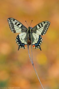 Papilio machaon / Schwalbenschwanz / Old world swallowtail