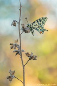 Papilio machaon / Schwalbenschwanz / Old world swallowtail