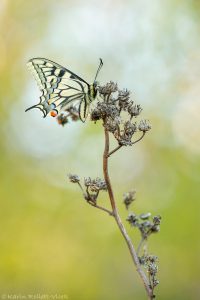 Papilio machaon / Schwalbenschwanz / Old world swallowtail